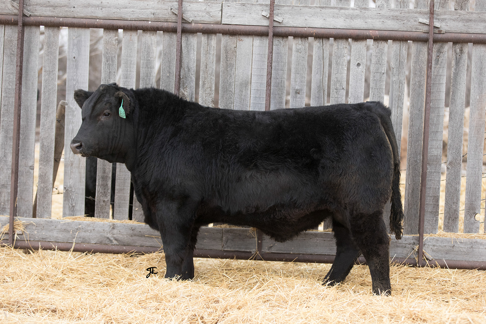 LONGVIEW BULL 30L