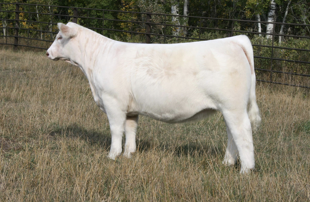 Charolais Donor Female Berkleys Star