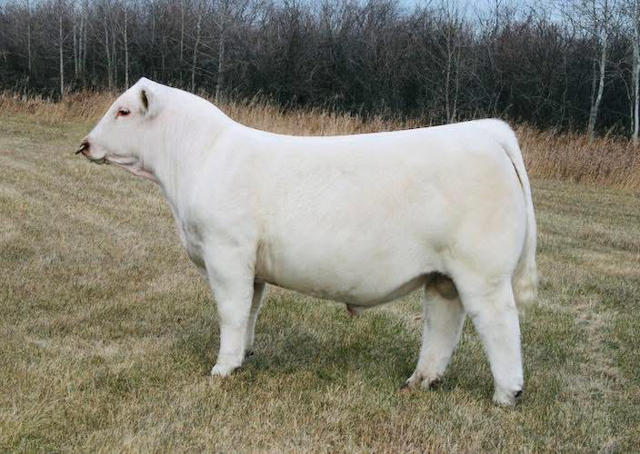 Donor Charolais Female Miss Prairie Cove 44h