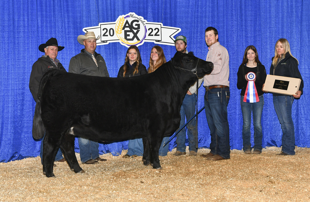 Simmental Donor Female HFL Rose