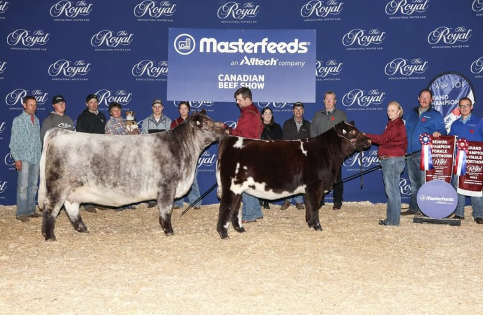 Shorthorn Female Donor Millbrook Maria