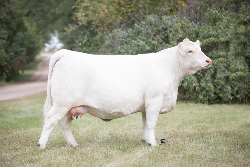 Donor Charolais Female Miss Prairie Cove 44h