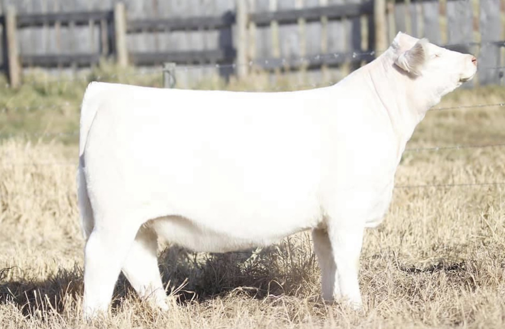 Charolais Donor Female Miss Prairie Cove Cays