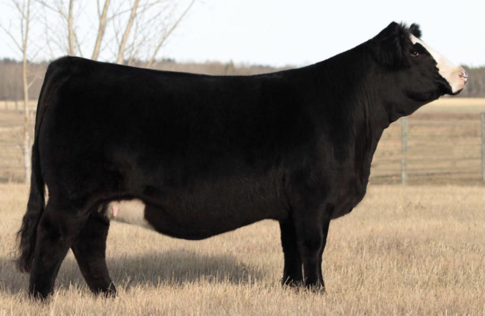 Simmental Donor Female TY-D Elegance