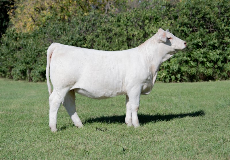 Longview Blush 65M